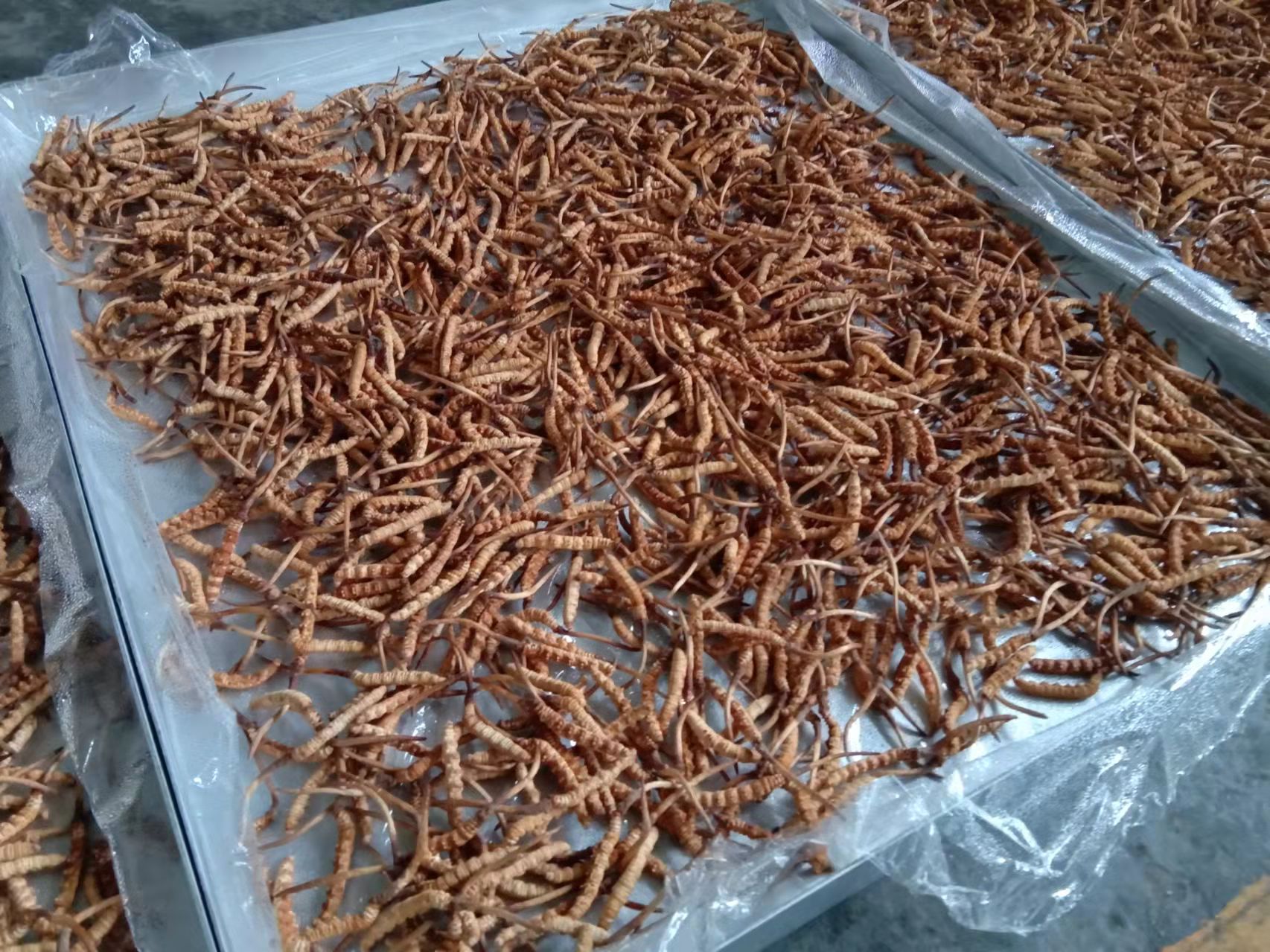 英超直播产品——冬虫夏草